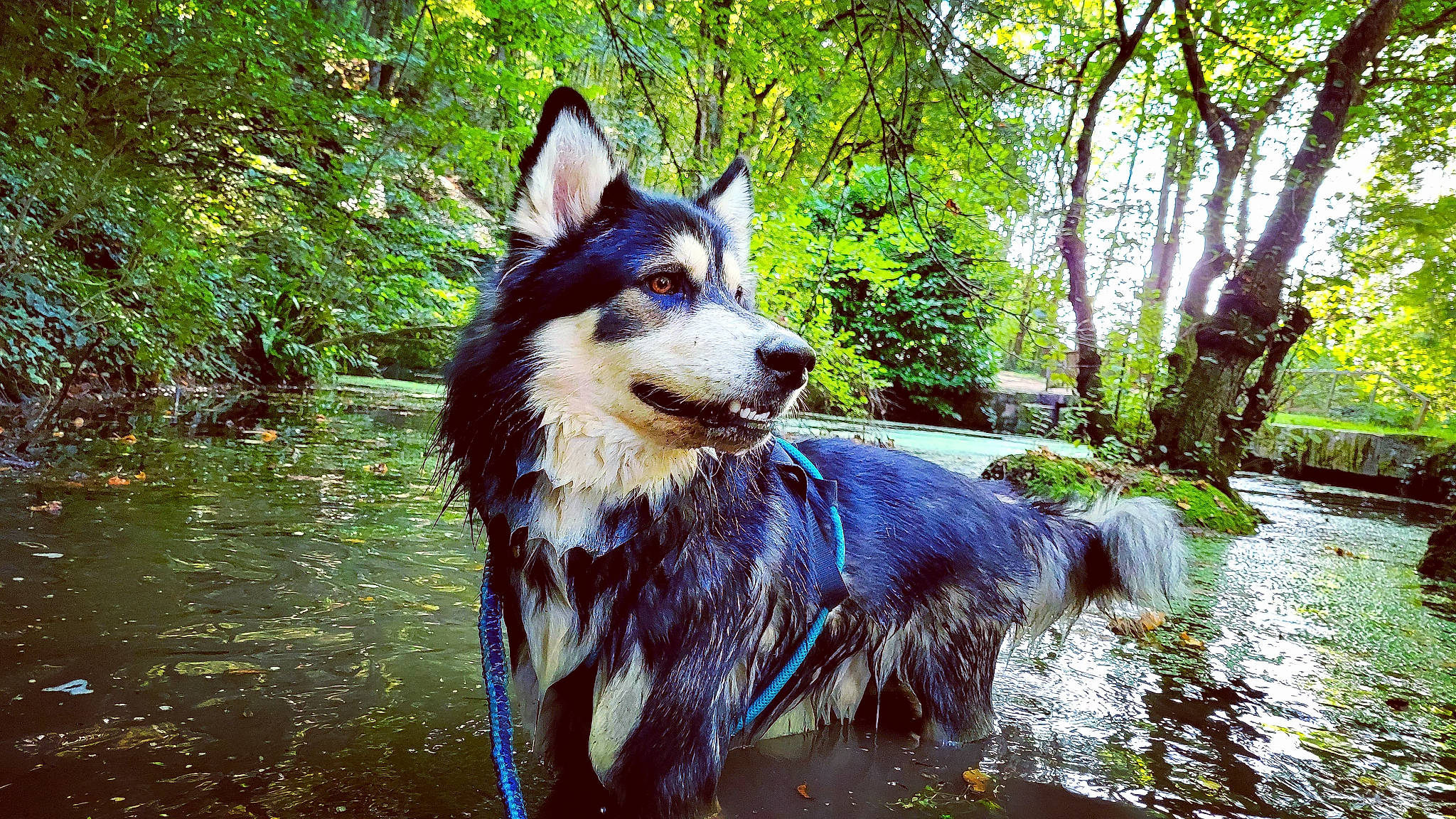 Onyx a rejoint le concours — aidez-le/la à gagner de superbes lots ! canidae, carnivore, companion_dog, dog, dog_breed, fawn, forest, grass, herding_dog, lake, plant, reflection, shetland_sheepdog, sporting_group, sunlight, tree, water, watercourse, woodland, working_animal