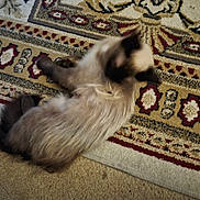 Katarina is registered to the contest to win money with this photo: cat, animal, pet, furry, indoor, rug, patterned_rug, blurry, lying_down, fur, whiskers, domestic_cat, relaxing, floor, carpet, blur, mammal, cute, resting, indoor_lighting