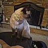 Katarina joined the competition — help win amazing prizes! cat, siamese_cat, pet, collar, indoor, fireplace, stone_wall, furniture, homedecor, cozy, sitting, looking_away, animal, mammal, domestic_animal, blur, brown, beige, black, tail