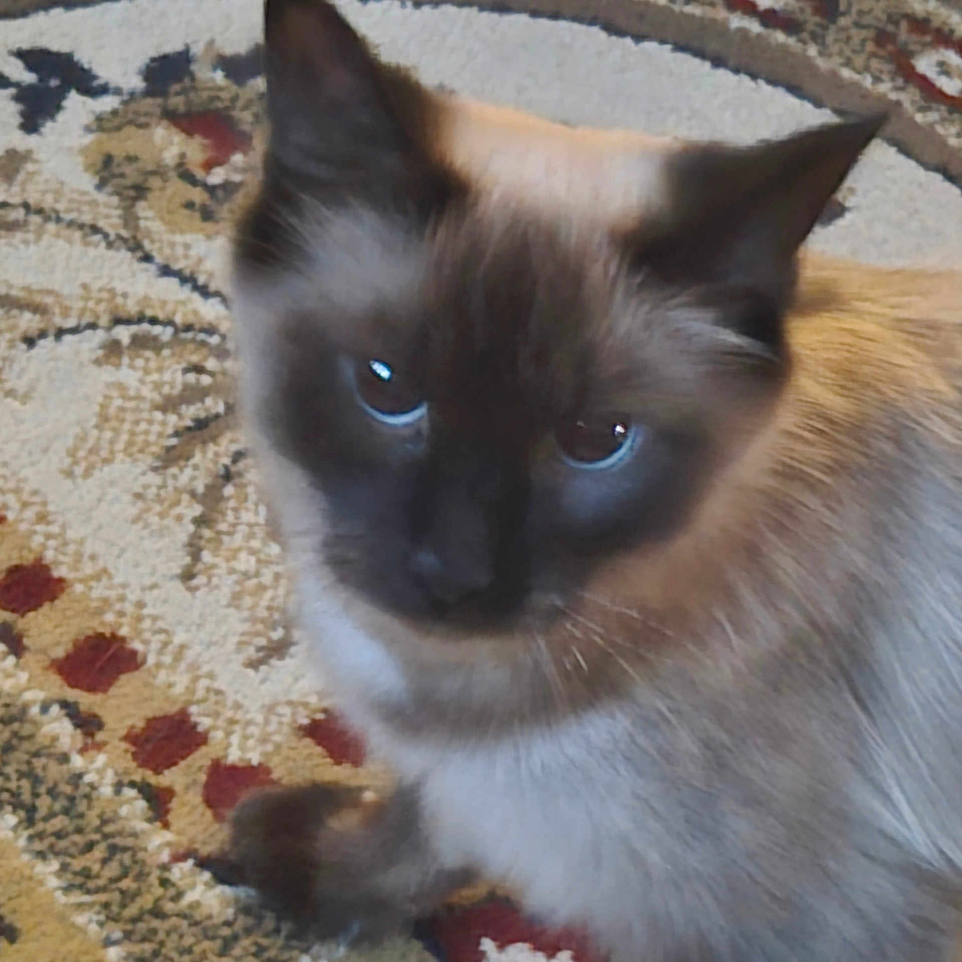 Katarina joined the competition — help win amazing prizes! cat, siamese, blue_eyes, pet, animal, close_up, carpet, indoor, fur, whiskers, ears, face, cute, mammal, domestic, feline, resting, looking, soft_focus, pattern