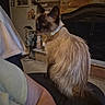 Katarina is registered to the contest to win money with this photo: cat, siamese_cat, pet, feline, indoor, living_room, fireplace, collar, animal, domestic_animal, fur, sitting, side_view, household, cozy, home_decor, furniture, person_arm, wall_art, relaxed
