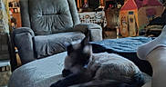Katarina joined the competition — help win amazing prizes! cat, siamese_cat, blur, indoor, living_room, armchair, furniture, person, foot, bed, couch, table, decor, window, curtains, toy_house, cozy, home, relaxing, animal