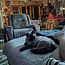 cat, siamese_cat, blur, indoor, living_room, armchair, furniture, person, foot, bed, couch, table, decor, window, curtains, toy_house, cozy, home, relaxing, animal