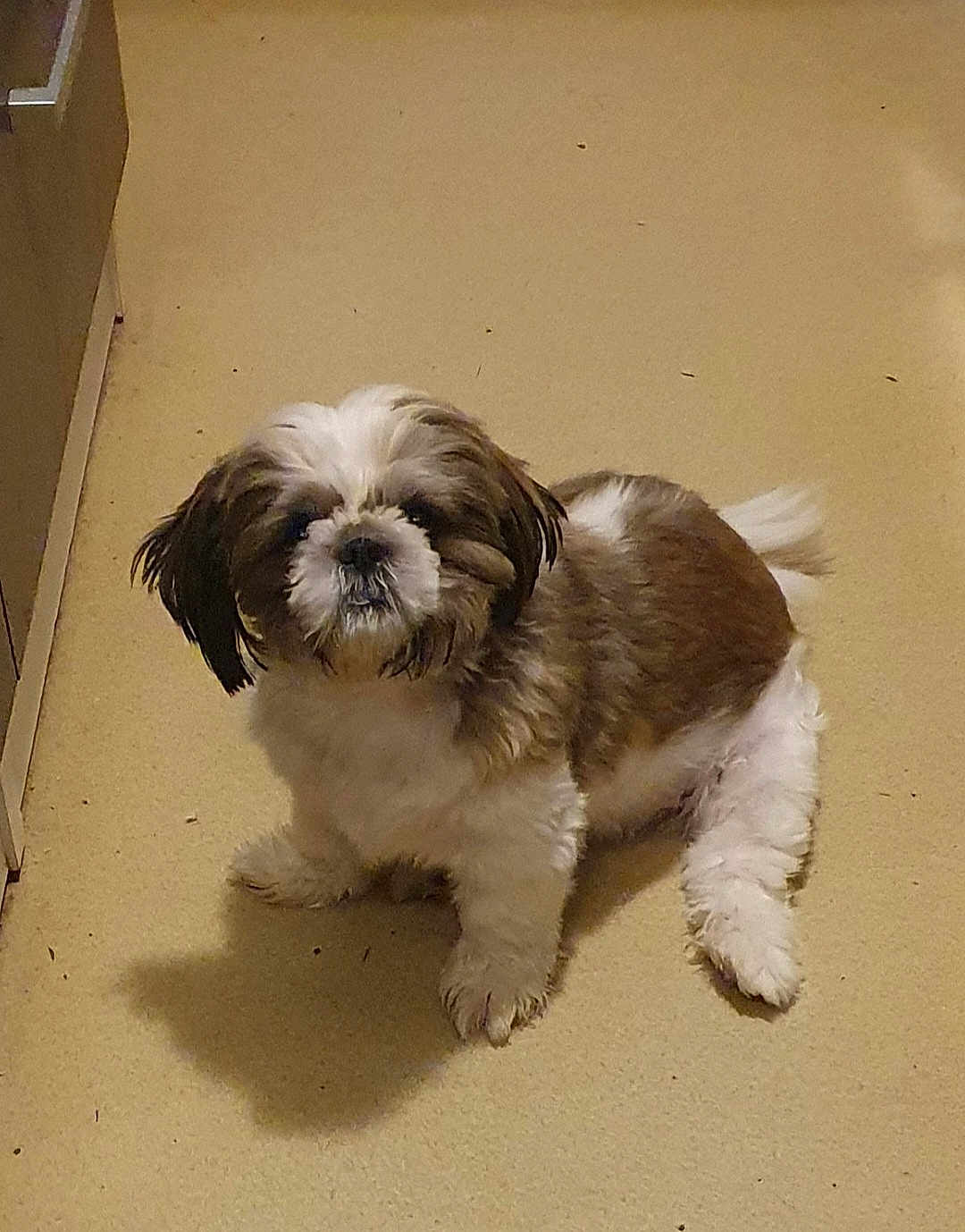 Vanity a rejoint le concours — aidez-le/la à gagner de superbes lots ! dog, shih_tzu, pet, indoor, floor, beige, curious, fluffy, small_dog, sitting, animal, canine, companion, cute, fur, shadow, looking, domestic, calm, mammal