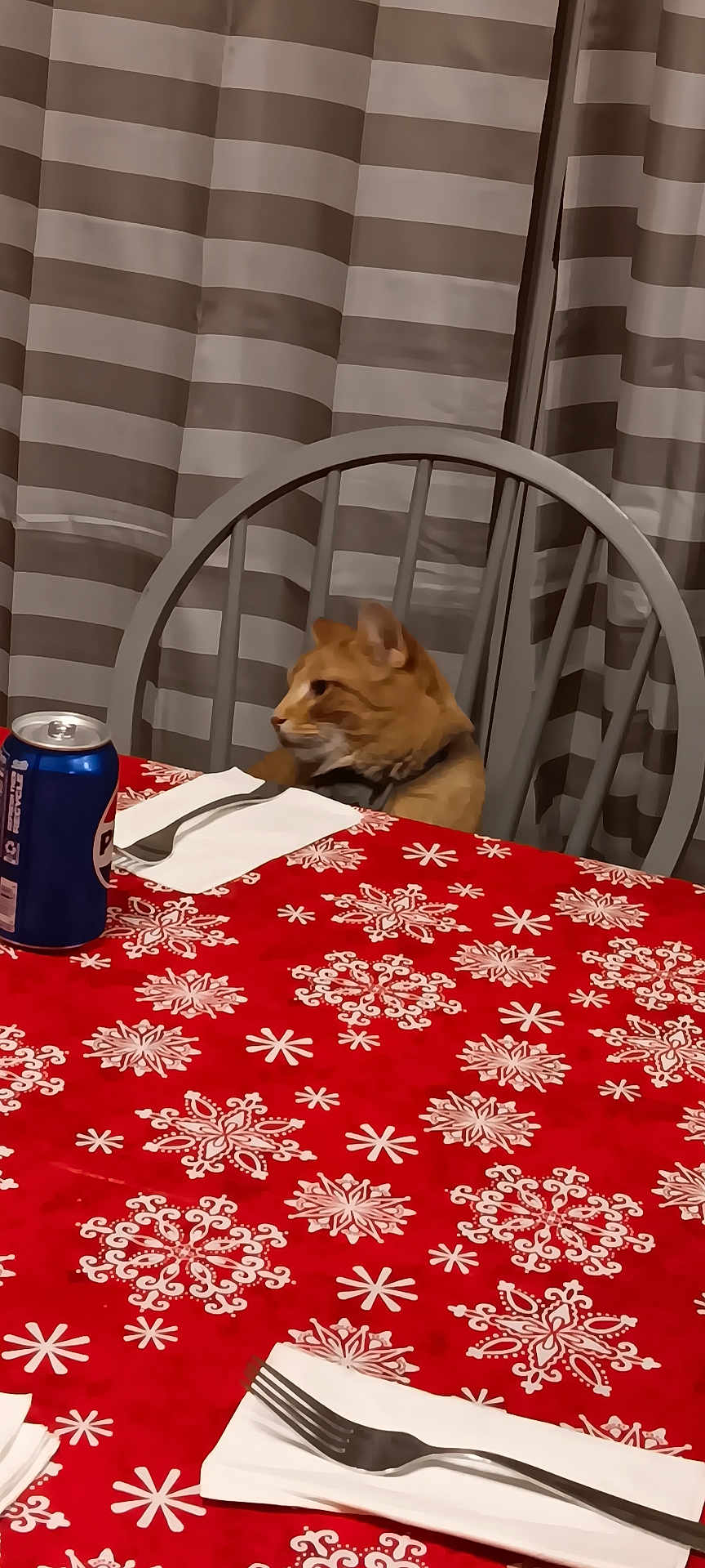 Tiger is registered to the contest to win money with this photo: cat, ginger_cat, orange_cat, feline, pet, chair, dining_table, table, tablecloth, snowflake_pattern, fork, napkin, soda_can, can, curtains, striped_curtains, indoor, holiday_table, seat, portrait