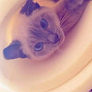 Blanche a rejoint le concours — aidez-le/la à gagner de superbes lots ! cat, kitten, blue_eyes, whiskers, cone, circular_frame, tunnel, closeup, portrait, pet, animal, indoor, soft_lighting, pink_filter, screenshot, mobile_ui, snapchat, curious, cute, looking_up