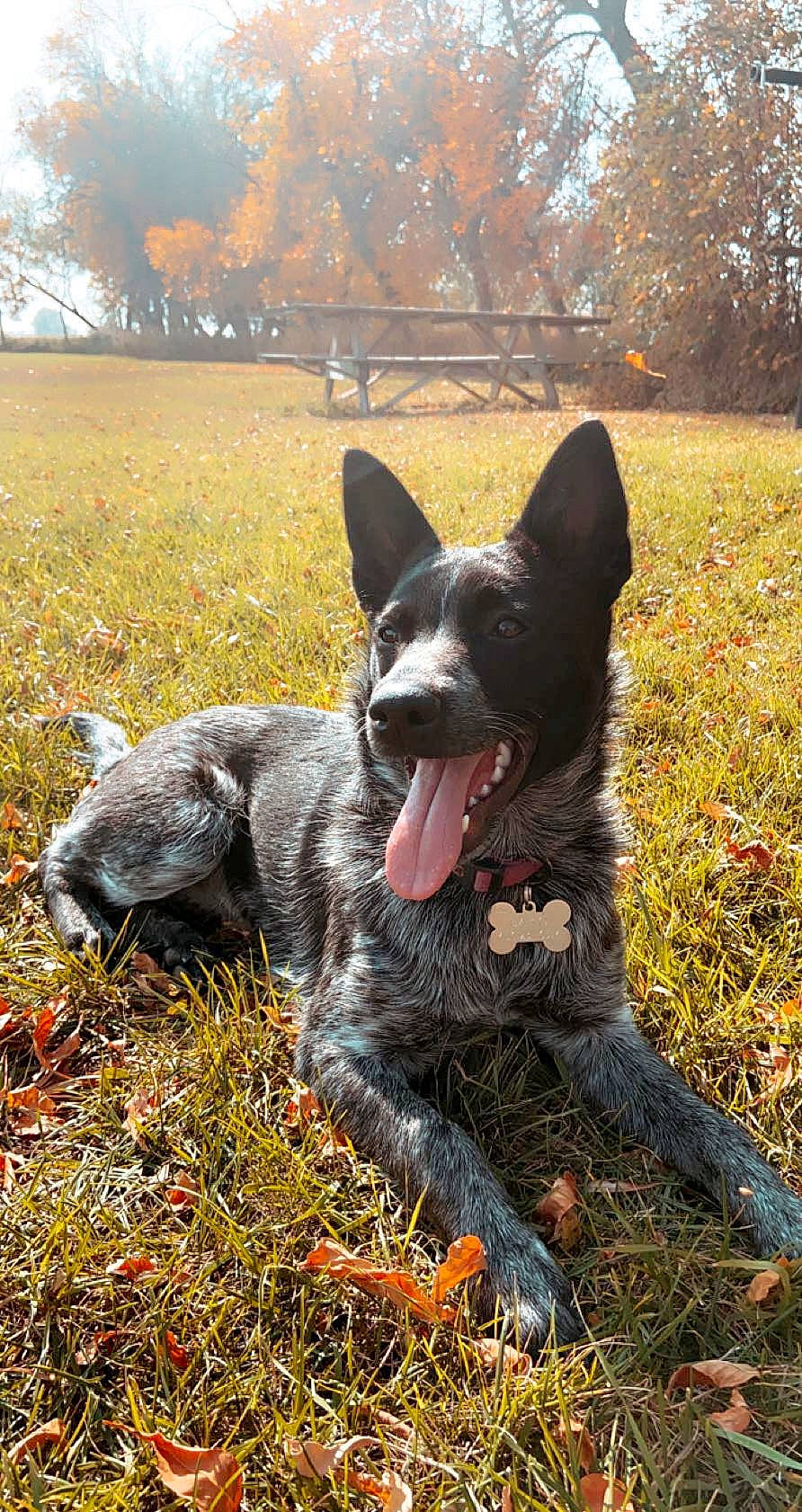 Sako joined the competition — help win amazing prizes! australian_cattle_dog, australian_stumpy_tail_cattle_dog, autumn, canidae, canis, carnivore, deciduous, dog, dog_breed, herding_dog, hunting_dog, jaw, leaf, snout, sporting_group, texas_heeler, tongue, tooth, working_animal, working_dog
