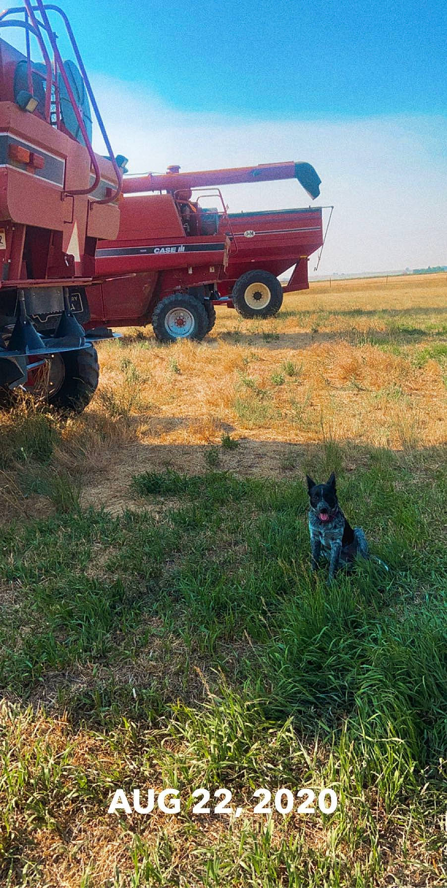 Sako joined the competition — help win amazing prizes! auto_part, automotive_tire, canidae, carnivore, commercial_vehicle, dog, dog_breed, fender, grass, king_shepherd, lawn, machine, motor_vehicle, prairie, rural_area, sporting_group, synthetic_rubber, tire, tread, truck