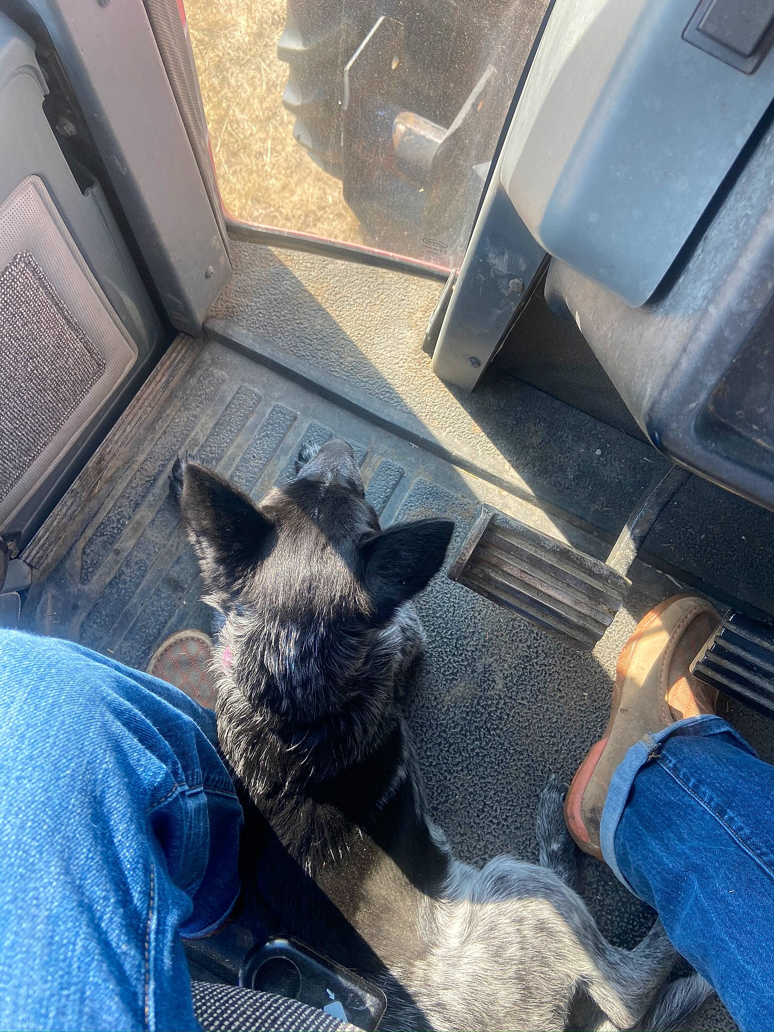 Sako joined the competition — help win amazing prizes! boar, denim, foot, human, jeans, livestock, snout, suidae, walking_shoe