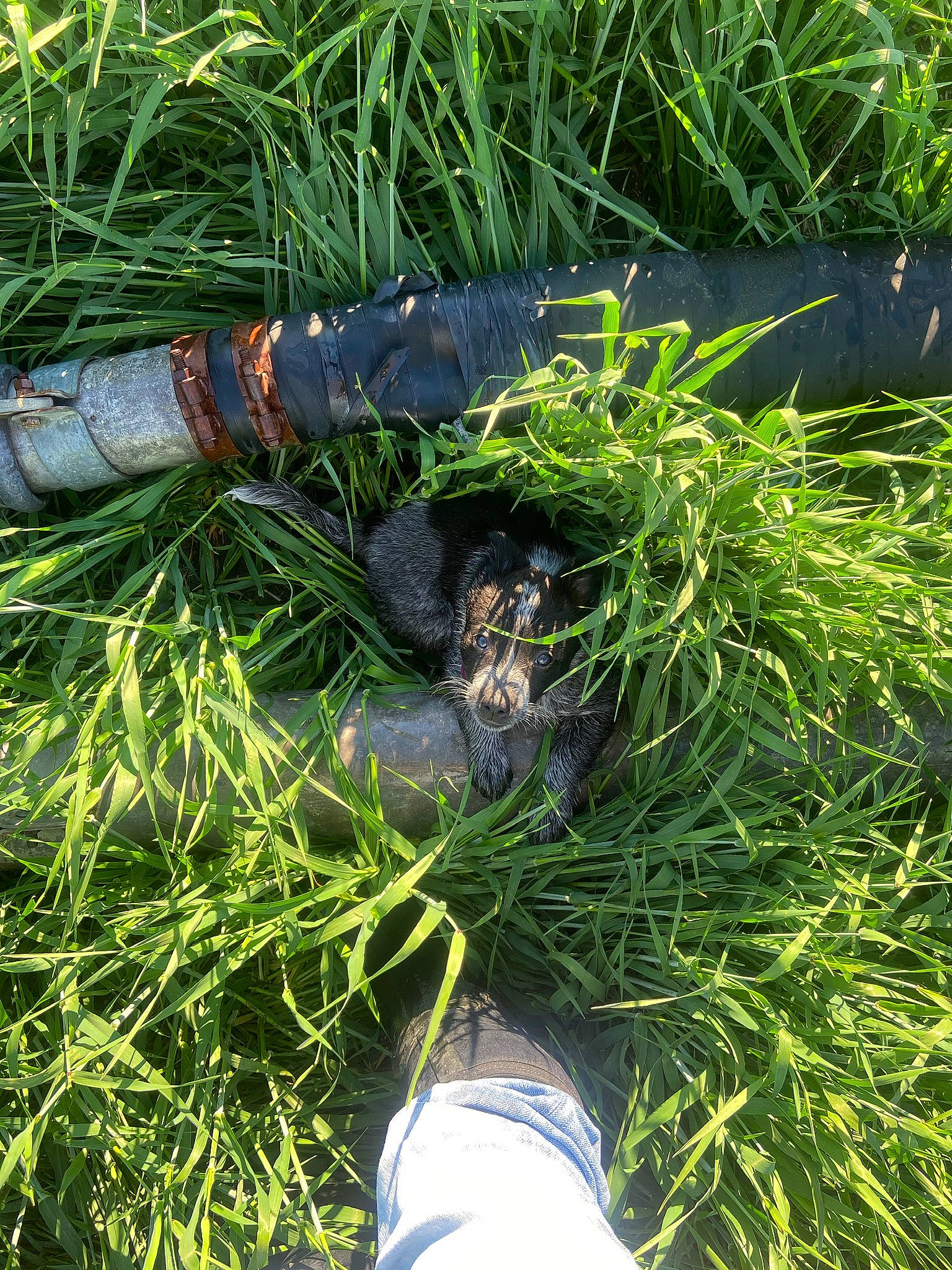 Sako joined the competition — help win amazing prizes! foot, grass, grass_family, human, people_in_nature, sedge_family, shoe, walking_shoe, wetland