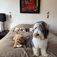 Tulum participe au concours pour gagner de l'argent avec cette photo : bed, blanket, brown_dog, checkered, cozy, curly_dog, cute, decor, dog, fluffy_dog, furniture, indoor, lamp, living_room, painting, pet, pillow, resting, toy, white_dog