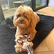 Ritchy a rejoint le concours — aidez-le/la à gagner de superbes lots ! dog, puppy, fluffy, brown_fur, wooden_floor, black_rug, toy, rope_toy, slipper, indoor, glass_door, potted_plant, sunlight, collar, cute, portrait, laying, paw, home, chewy_toy