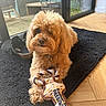 black_rug, brown_fur, chewy_toy, collar, cute, dog, fluffy, glass_door, home, indoor, laying, paw, portrait, potted_plant, puppy, rope_toy, slipper, sunlight, toy, wooden_floor