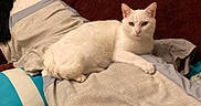 Frosty Fluffy is registered to the contest to win money with this photo: cat, white_cat, pet, animal, indoor, bed, pillow, blanket, fur, resting, cute, feline, domestic_animal, cozy, relaxed, looking_at_camera, laying_down, soft_texture, home, comfort