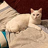 cat, white_cat, pet, animal, indoor, bed, pillow, blanket, fur, resting, cute, feline, domestic_animal, cozy, relaxed, looking_at_camera, laying_down, soft_texture, home, comfort