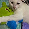 cat, white_cat, plush_toy, green_toy, blue_toy, stuffed_animal, bed, blanket, hugging, pet, animal, indoor, cute, fur, whiskers, closeup, resting, cozy, soft, toy