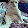 cat, white_cat, pet, indoor, bed, blanket, plush_toy, purple_blanket, blue_blanket, sitting, looking_at_camera, animal, cute, feline, cozy, fur, whiskers, ears, relaxed, domestic_animal