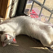 Frosty Fluffy joined the competition — help win amazing prizes! cat, white_cat, sunlight, carpet, window, relaxed, stretching, indoor, pet, feline, cozy, sunny, paw, fur, whiskers, home, daylight, resting, cute, animal