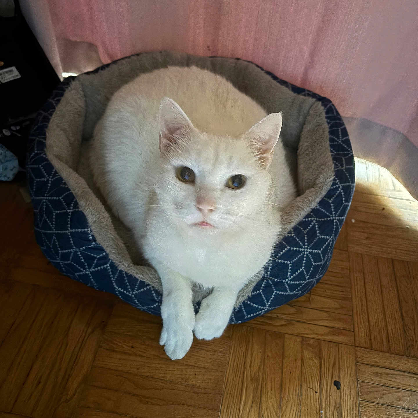 Frosty Fluffy
