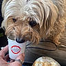 Coco joined the competition — help win amazing prizes! dog, coffee_cup, hand, rings, whipped_cream, caramel, beverage, curly_hair, pet, indoors, curious, small_cup, drink, close_up, furry, sniffing, table, plastic_lid, casual, cozy