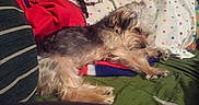 Coco is registered to the contest to win money with this photo: dog, sleeping, blanket, pillow, couch, indoor, resting, cozy, fur, pet, relaxed, home, animal, comfort, laying, soft, cute, domestic, canine, nap