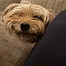 Coco joined the competition — help win amazing prizes! dog, pet, close_up, couch, resting, fur, indoor, cozy, brown, texture, canine, snout, face, comfort, relaxation, companion, home, animal, portrait, soft