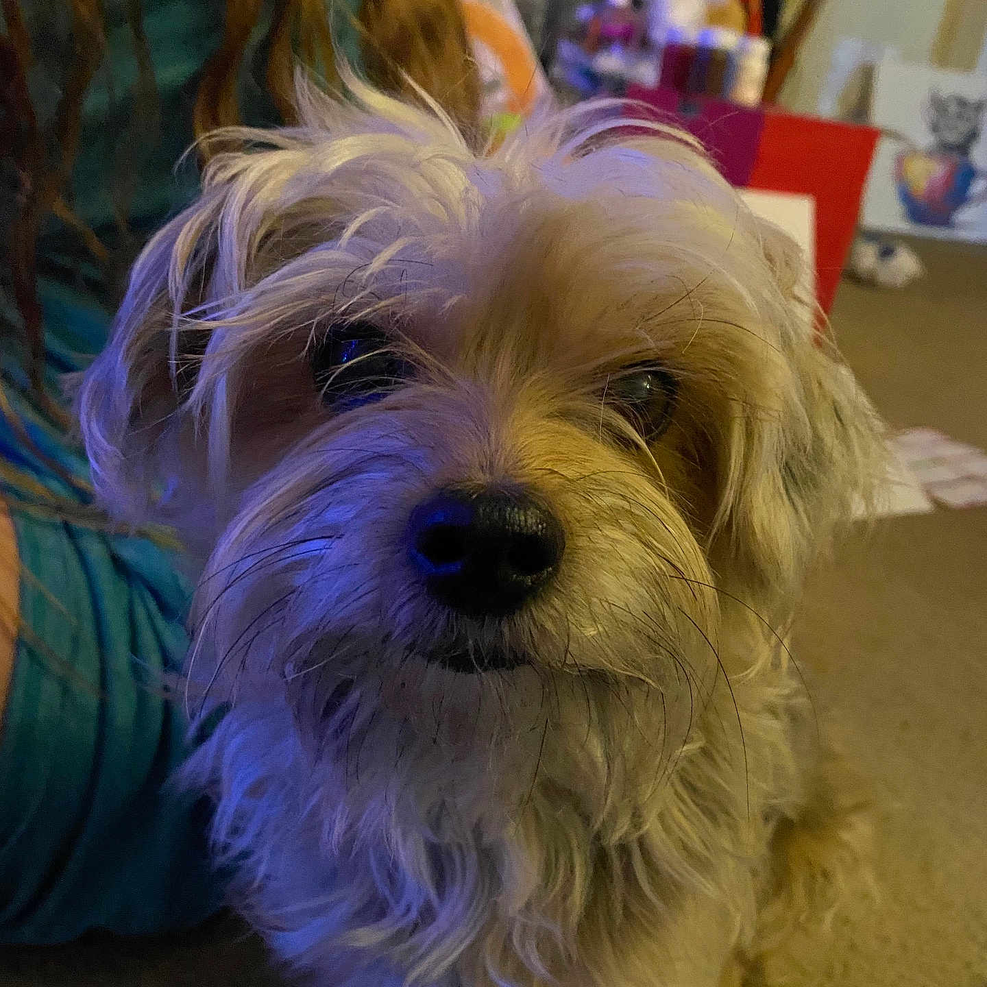 Coco joined the competition — help win amazing prizes! dog, pet, indoor, close_up, fur, face, animal, carpet, person, long_hair, clothing, blurred_background, gift, decoration, nose, whiskers, cute, looking, floor, home