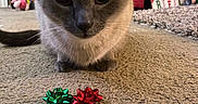 Nora joined the competition — help win amazing prizes! cat, siamese_cat, carpet, gift_bow, red_bow, green_bow, indoor, furniture, bookshelf, chair, holiday_decor, decorations, pet, animal, cute, closeup, floor, domestic_animal, home, cozy
