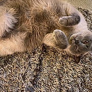 Nora joined the competition — help win amazing prizes! cat, gray_cat, fluffy, lying_down, relaxed, pet, animal, fur, paws, cozy, indoor, rug, carpet, cute, sleepy, whiskers, feline, resting, soft, domestic_animal