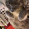 Nora is registered to the contest to win money with this photo: cat, gray_cat, pet, animal, furry, indoor, laundry_basket, cozy, relaxed, paws, sleepy, feline, close_up, household, carpet, fur, cute, whiskers, eyes, resting