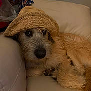 Archie joined the competition — help win amazing prizes! animal, beige, brown, canine, couch, cozy, cute, dog, domestic_animal, ears, face, fur, hat, indoor, laying_down, nose, pet, portrait, relaxed, scruffy