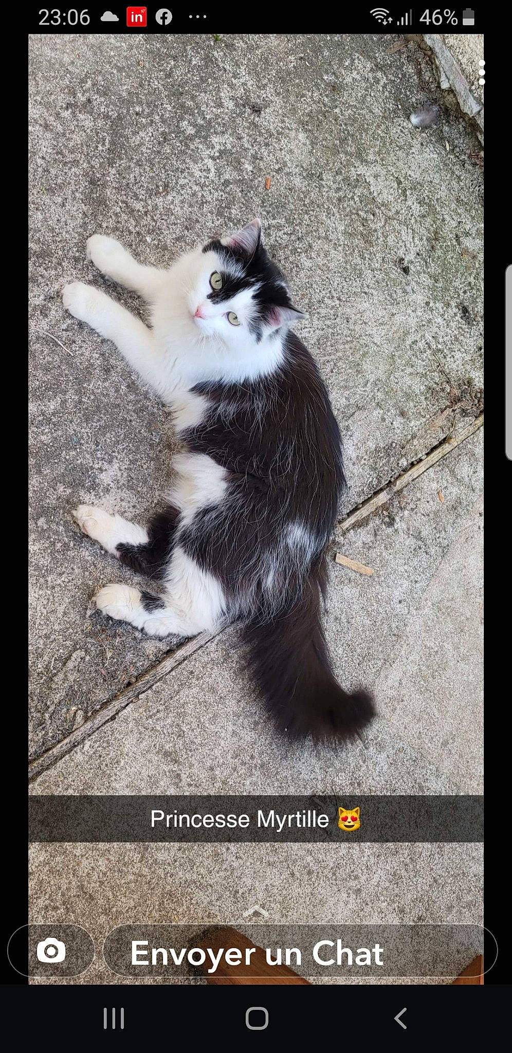 Myrtille a rejoint le concours — aidez-le/la à gagner de superbes lots ! carnivore, cat, claw, companion_dog, dog_breed, domestic_short_haired_cat, felidae, flooring, font, foot, fur, paw, photo_caption, rectangle, small_to_medium_sized_cats, square, tail, terrestrial_animal, whiskers