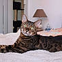 animal, bedroom, bengal_cat, blanket, cat, cozy, curious, domestic_animal, ears, feline, green_eyes, indoor, lamp, lying_down, pet, pillow, relaxed, soft_texture, striped, whiskers