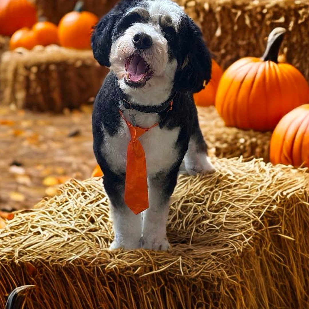 Alex is registered to the contest to win money with this photo: animal, canine, countryside, dog, face, food, head, leaf, nature, outdoors, person, pet, photography, plant, portrait, produce, pumpkin, puppy, squash, vegetable