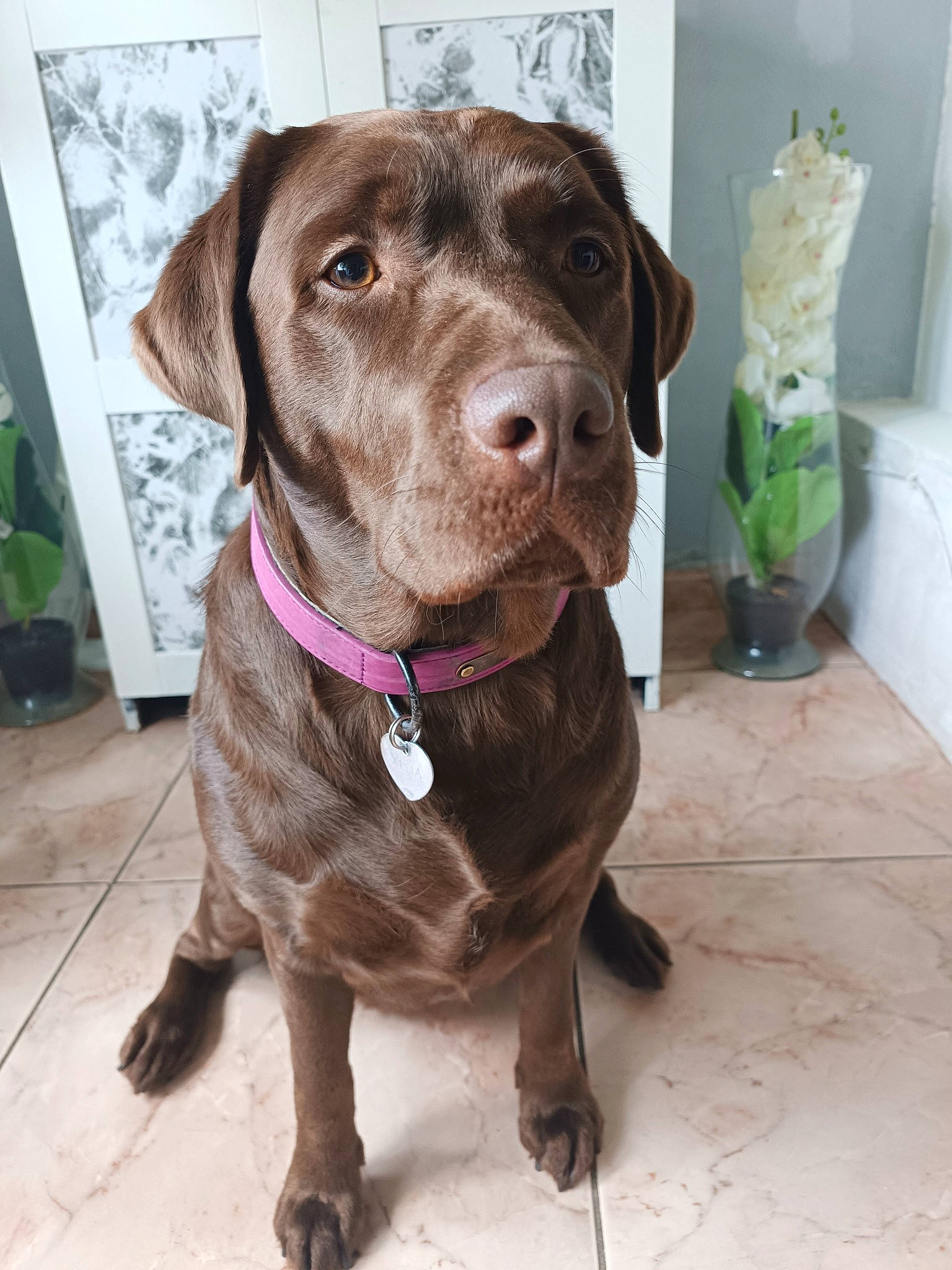 Xena a rejoint le concours — aidez-le/la à gagner de superbes lots ! borador, canidae, carnivore, collar, companion_dog, dog, dog_breed, dog_collar, fawn, fur, gun_dog, houseplant, leash, liver, pointing_breed, retriever, snout, sporting_group, whiskers, working_animal