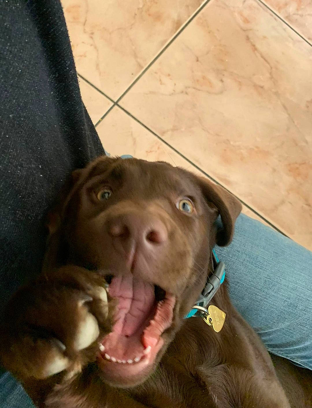 Xena a rejoint le concours — aidez-le/la à gagner de superbes lots ! canidae, carnivore, collar, companion_dog, dog, dog_breed, dog_collar, fawn, flooring, fur, gun_dog, liver, non_sporting_group, pet_supply, snout, sporting_group, whiskers, wood, working_animal, wrinkle