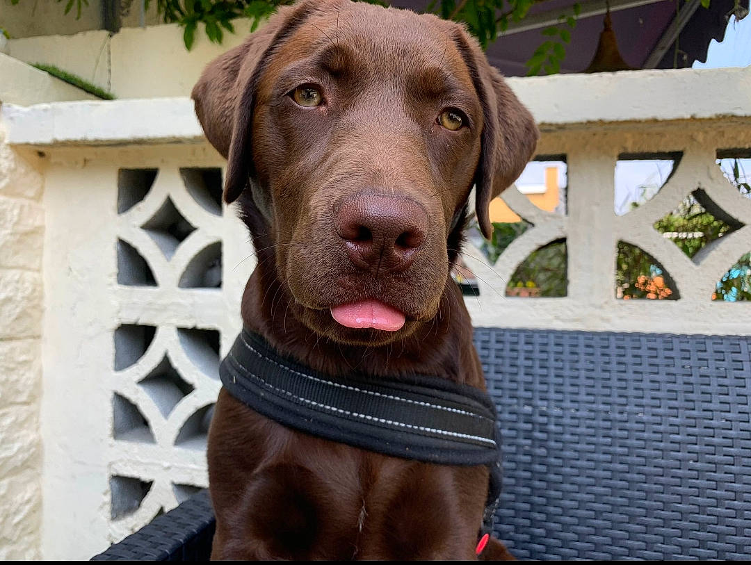 Xena a rejoint le concours — aidez-le/la à gagner de superbes lots ! canidae, carnivore, collar, companion_dog, dog, dog_breed, dog_collar, dog_supply, fashion_accessory, fawn, fence, gun_dog, hat, liver, pet_supply, plant, snout, sporting_group, whiskers, working_animal