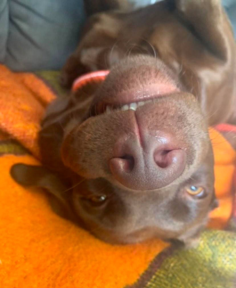 Xena a rejoint le concours — aidez-le/la à gagner de superbes lots ! canidae, carnivore, comfort, companion_dog, dog, dog_breed, ear, fawn, fur, liver, non_sporting_group, puppy, snout, sporting_group, terrestrial_animal, whiskers, working_animal, wrinkle