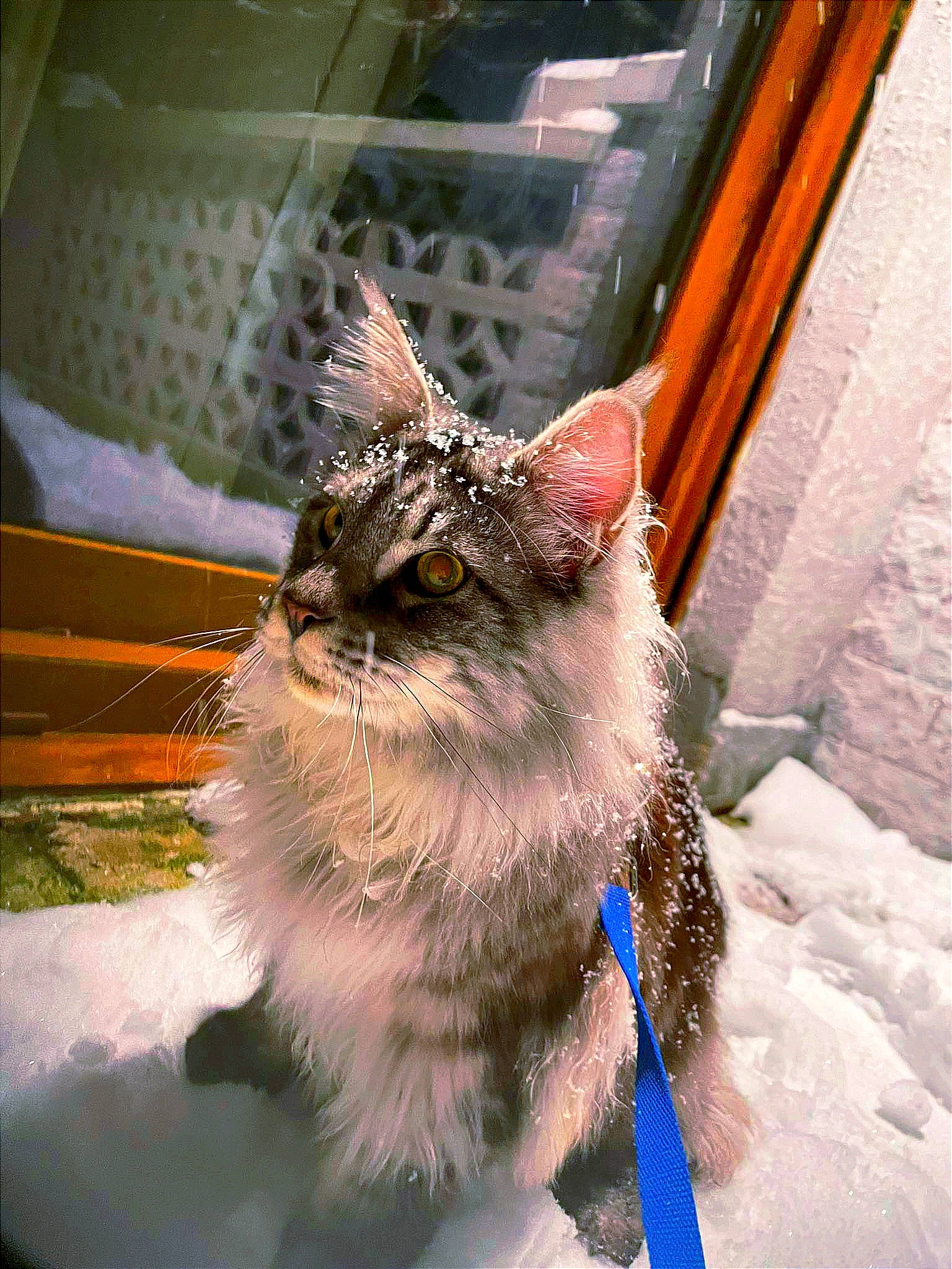 Suki participe au concours pour gagner de l'argent avec cette photo : canidae, carnivore, cat, claw, collar, companion_dog, dog_breed, domestic_short_haired_cat, electric_blue, fawn, feather, felidae, fur, houseplant, paw, small_to_medium_sized_cats, snout, tail, whiskers, window