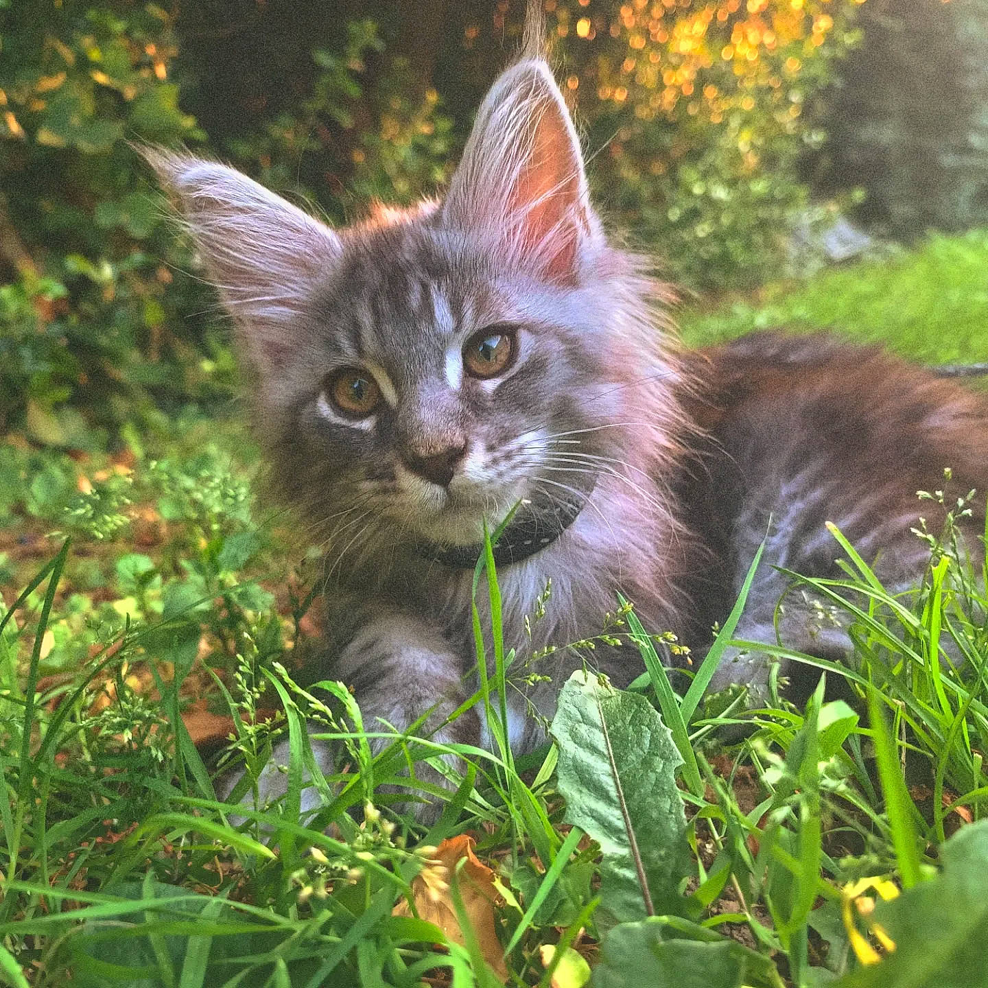 Suki a rejoint le concours — aidez-le/la à gagner de superbes lots ! carnivore, cat, domestic_short_haired_cat, fawn, felidae, fur, garden, grass, groundcover, herb, natural_landscape, organism, plant, shrub, small_to_medium_sized_cats, snout, tail, terrestrial_animal, whiskers, wildlife