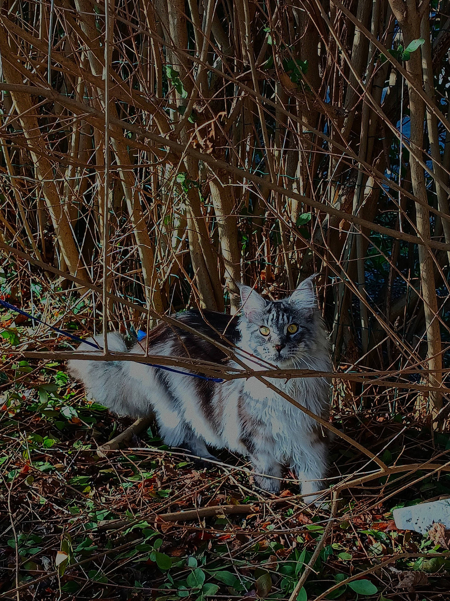 Suki participe au concours pour gagner de l'argent avec cette photo : carnivore, cat, domestic_short_haired_cat, felidae, fur, grass, groundcover, natural_landscape, plant, small_to_medium_sized_cats, soil, tail, terrestrial_animal, tree, trunk, twig, whiskers, wildlife, winter, wood