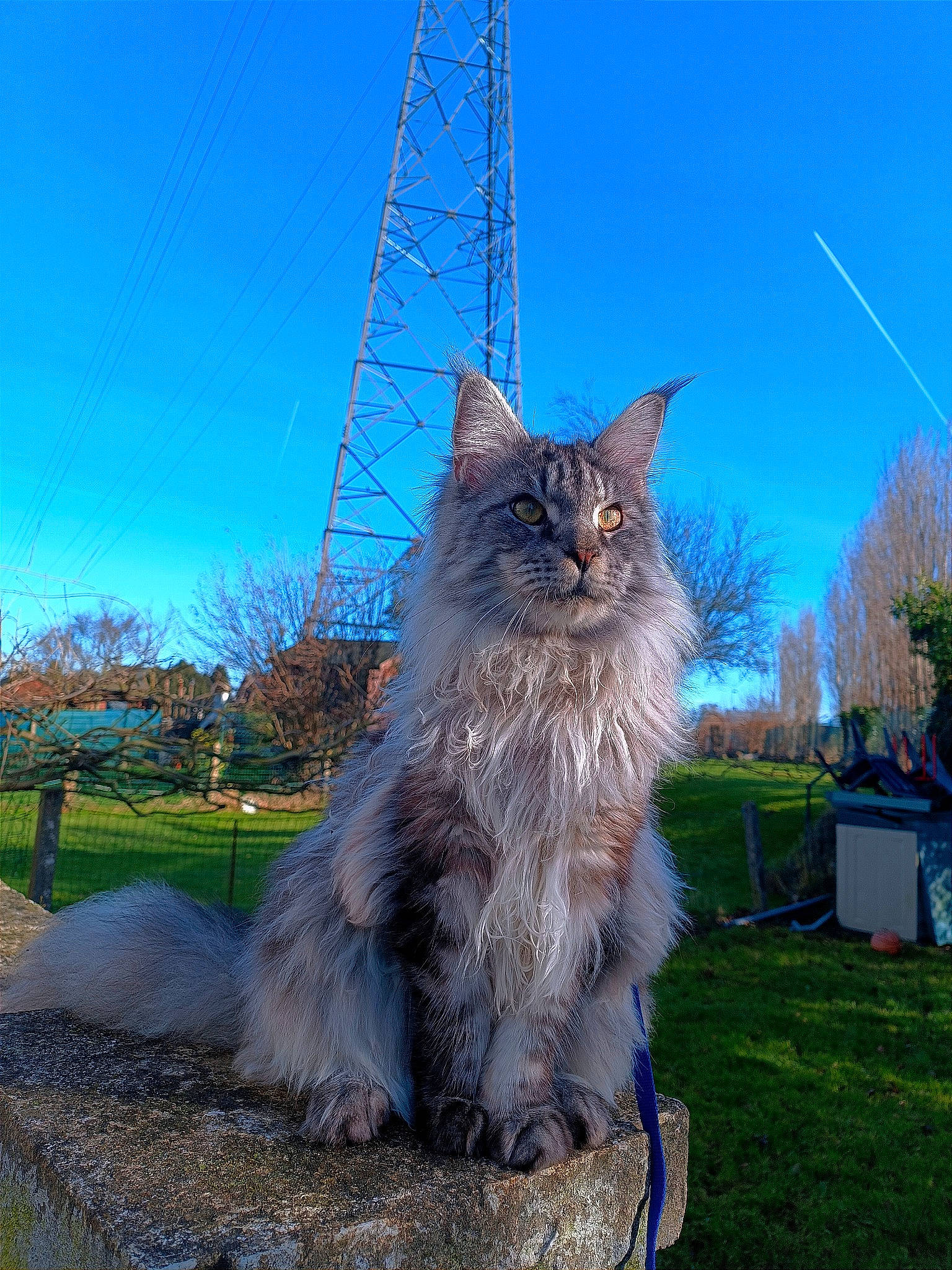 Suki a rejoint le concours — aidez-le/la à gagner de superbes lots ! british_longhair, carnivore, cat, domestic_short_haired_cat, electric_blue, felidae, fur, grass, plant, sky, small_to_medium_sized_cats, snout, tail, tree, trunk, whiskers, wood