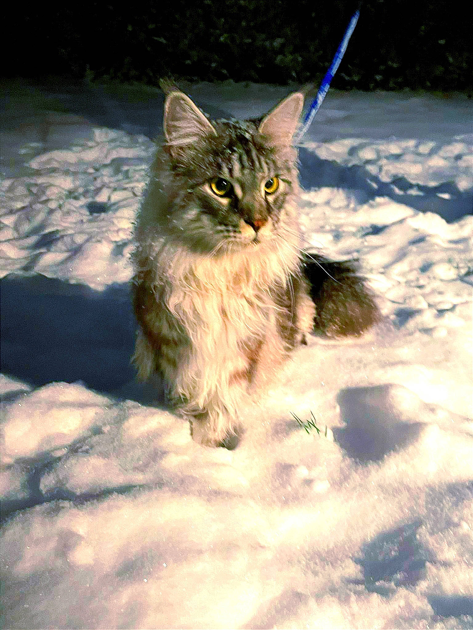 Suki participe au concours pour gagner de l'argent avec cette photo : carnivore, cat, claw, domestic_short_haired_cat, electric_blue, fawn, felidae, fur, grass, maine_coon, paw, plant, sand, small_to_medium_sized_cats, snout, tail, terrestrial_animal, tree, whiskers, wildlife