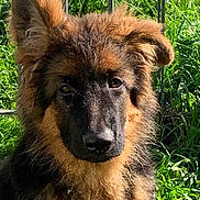 Axiome a rejoint le concours — aidez-le/la à gagner de superbes lots ! dog, puppy, german_shepherd, animal, pet, fur, outdoor, grass, nature, cute, portrait, ears, canine, young, face, muzzle, brown, black, fluffy, sunlight