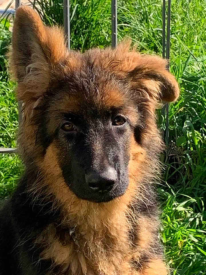 Axiome a rejoint le concours — aidez-le/la à gagner de superbes lots ! dog, puppy, german_shepherd, animal, pet, fur, outdoor, grass, nature, cute, portrait, ears, canine, young, face, muzzle, brown, black, fluffy, sunlight