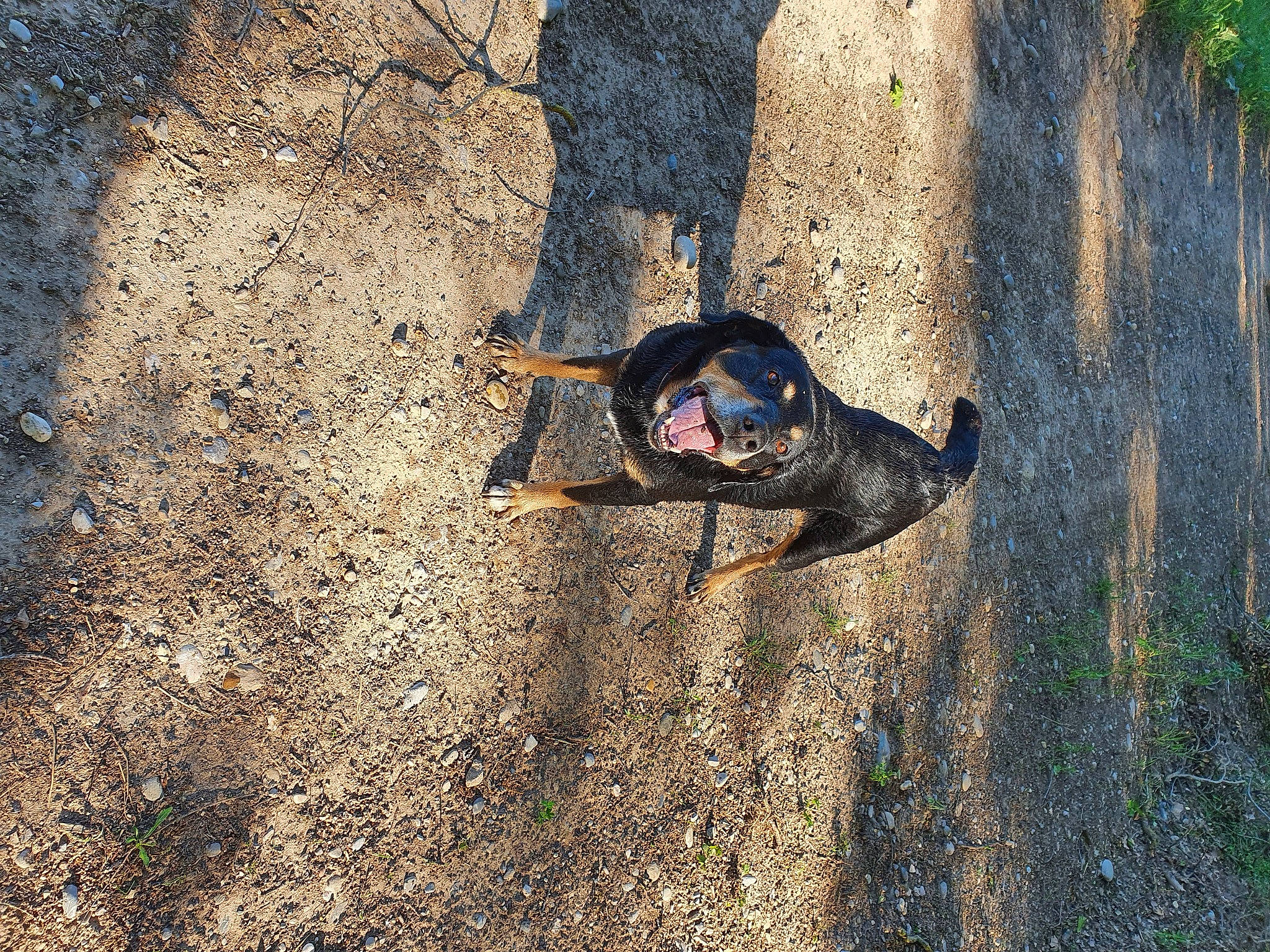 Gino a rejoint le concours — aidez-le/la à gagner de superbes lots ! adventure, asphalt, automotive_tire, extreme_sport, fun, grass, landscape, leisure, people_in_nature, personal_protective_equipment, plant, recreation, road_surface, shadow, soil, sporting_group, tints_and_shades, tree, trunk, wood