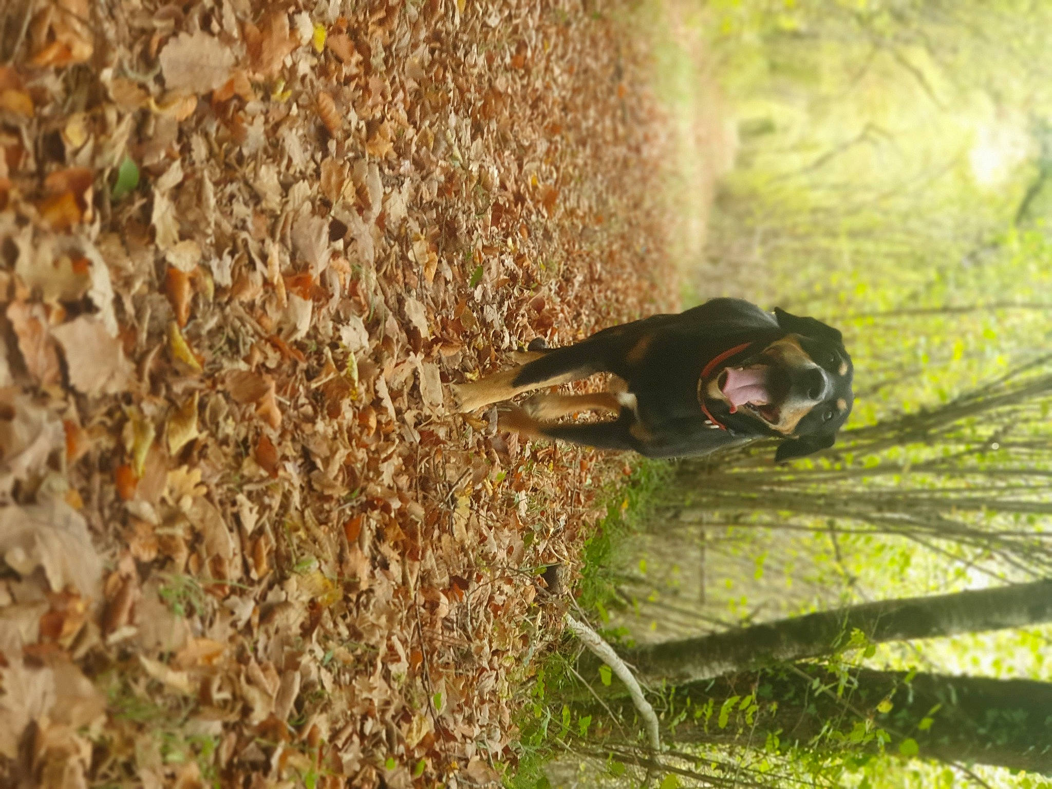 Gino participe au concours pour gagner de l'argent avec cette photo : camouflage, forest, grass, grass_family, jungle, landscape, military_camouflage, organism, people_in_nature, plant, plant_stem, recreation, shadow, soil, terrestrial_animal, terrestrial_plant, tree, trunk, wildlife, wood