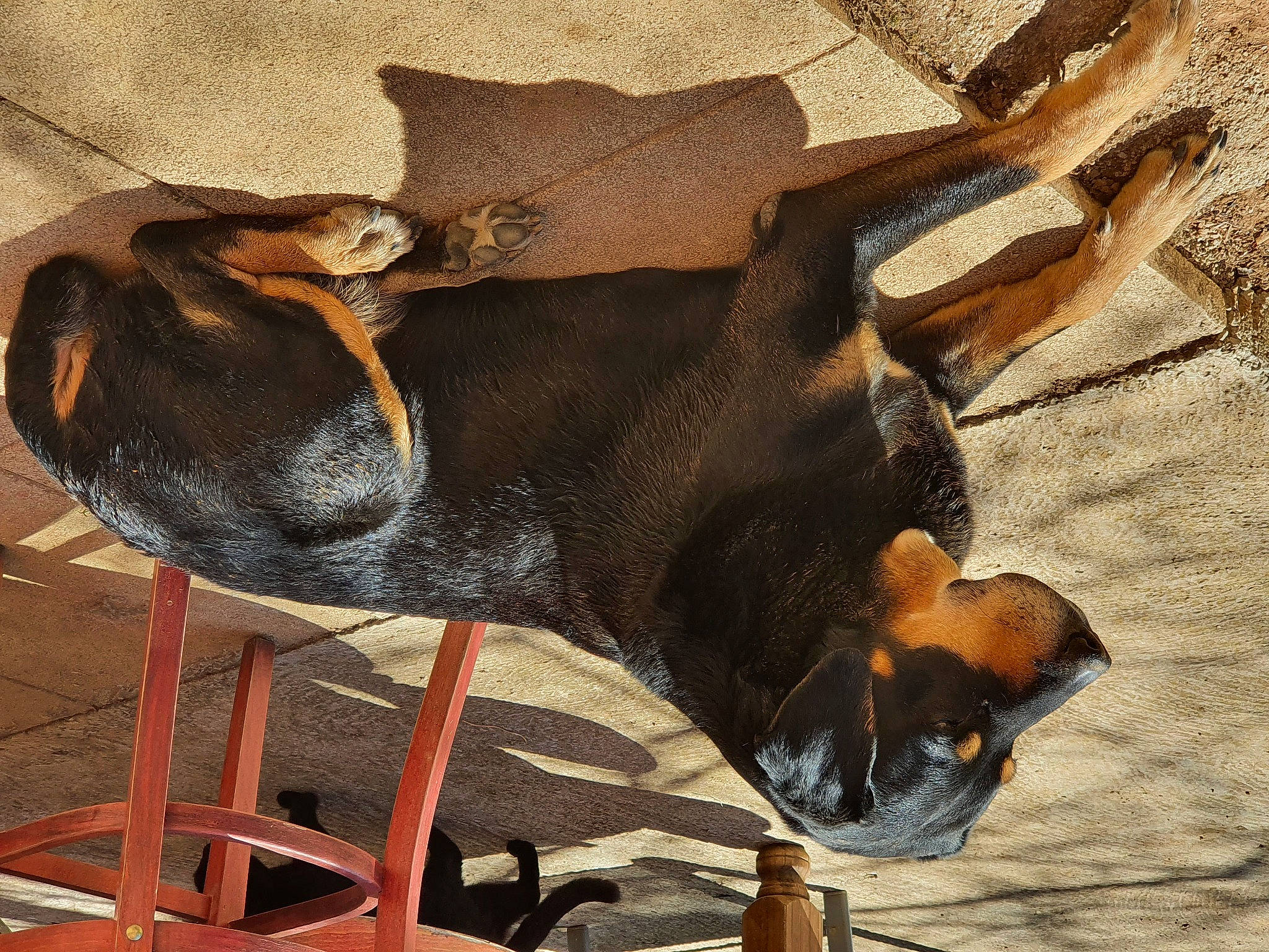 Gino a rejoint le concours — aidez-le/la à gagner de superbes lots ! canidae, carnivore, dobermann, dog, dog_breed, fawn, fur, guard_dog, landscape, metal, pinscher, plant, shadow, sporting_group, tail, tire, wood, working_animal, working_dog