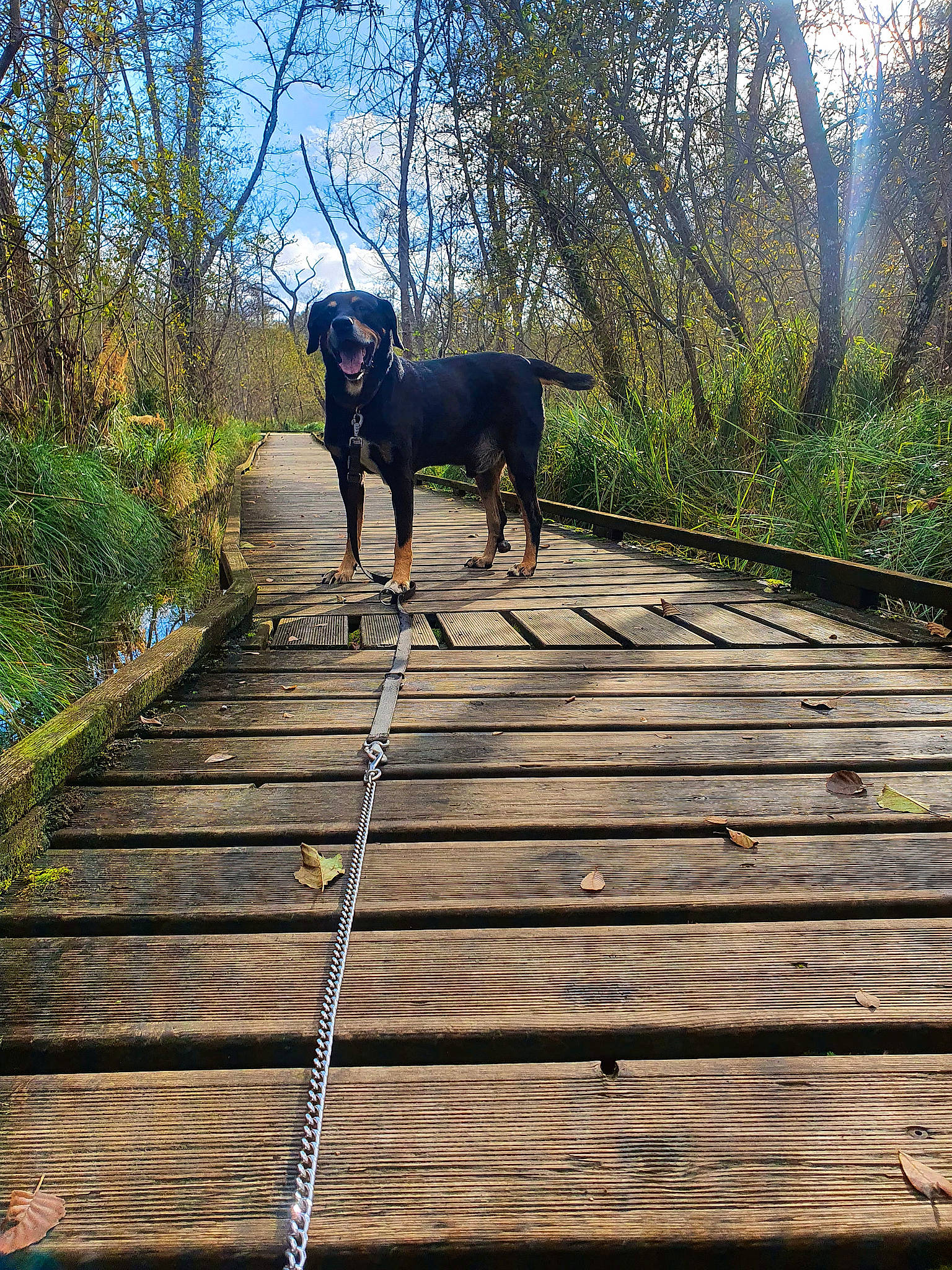 Gino participe au concours pour gagner de l'argent avec cette photo : boardwalk, canidae, carnivore, dog, dog_breed, fawn, grass, hardwood, leisure, plank, plant, sky, sporting_group, tail, trail, tree, walking, walkway, wood, working_animal