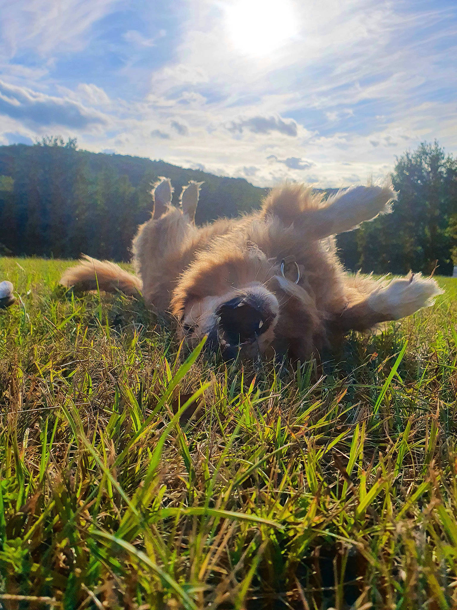 Hangie participe au concours pour gagner de l'argent avec cette photo : cloud, companion_dog, cumulus, dog, dog_breed, fawn, field, grass, grassland, landscape, meadow, natural_landscape, pasture, people_in_nature, plant, prairie, sky, sporting_group, sunlight, tree